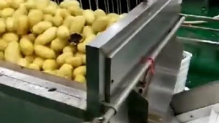 1200 kg/h Éplucheuse automatique de pommes de terre de légumes et de fruits