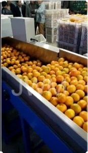 Machine automatique de classement de tri de trieuse de pêche d'orange de citron d'avocat de pomme de fruit